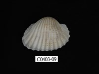 藏品(血蚶)的圖片